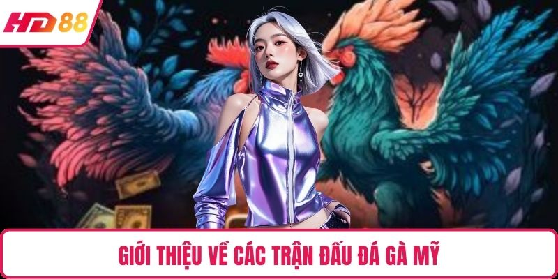 Giới thiệu về các trận đấu đá gà mỹ